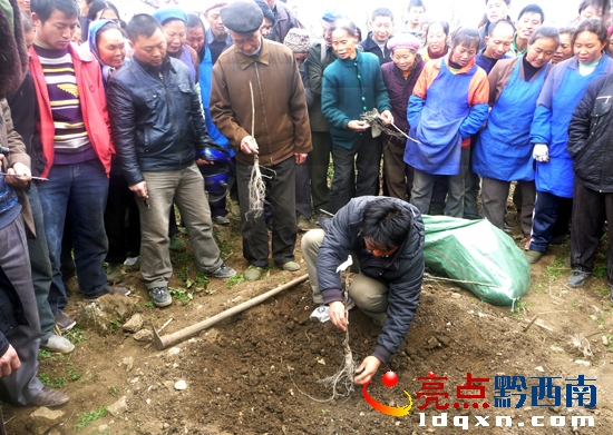 核桃種植技術(shù)人員在現(xiàn)場培訓(xùn)會講解核桃栽培現(xiàn)場栽種.jpg