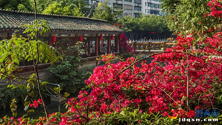 _DSC9093興義市新聞中心 張?chǎng)?攝.jpg