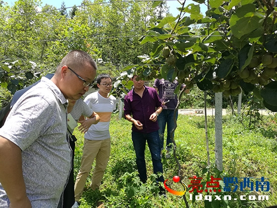 王平鎮(zhèn)長實地查看獼猴桃種植基地情況.jpg