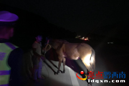 騾子“不聽使喚”闖入高速 黔西南高速交警及時(shí)處置794.png