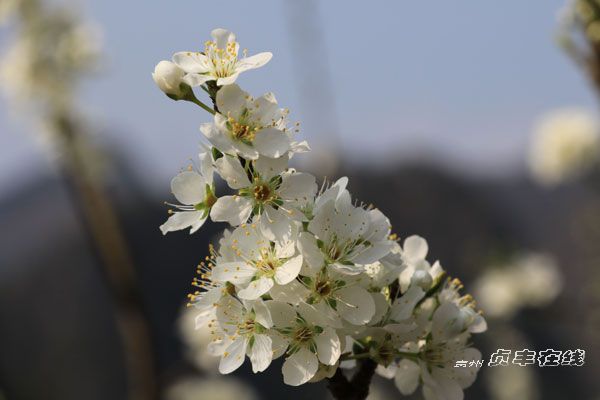 Preview Image 1